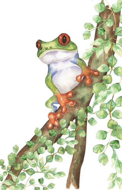 水彩手绘青蛙在树上的插画，图形野生动物印花图片下载