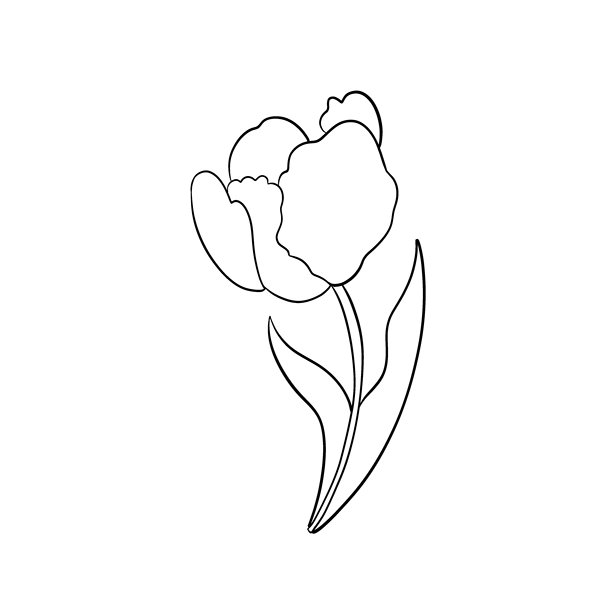 矢量郁金香插画图片下载