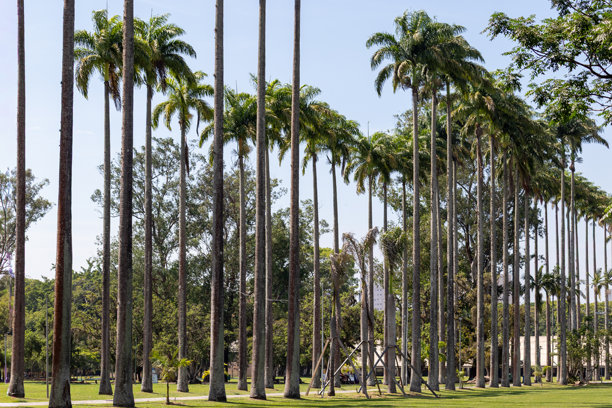 巴西圣保罗市圣何塞市罗伯托·布尔·马克斯城市公园的图片。图片下载