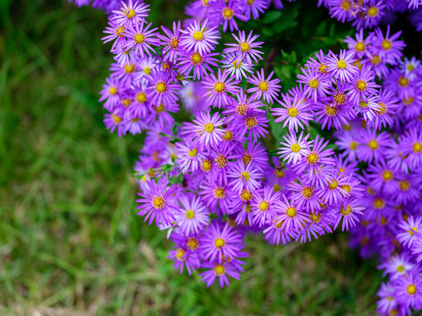 秋季盛开的紫菀花（Aster ageratoides）特写照片图片下载