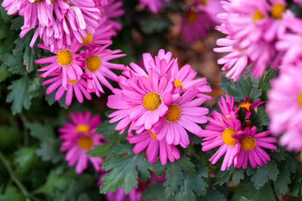盛开的紫色菊花特写照片图片下载