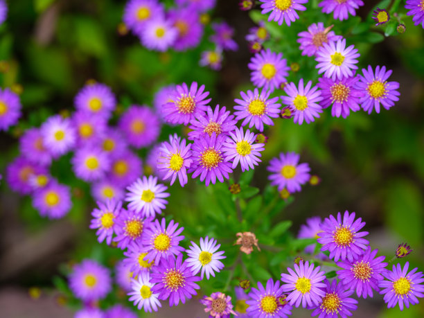 秋季盛开的紫菀花（Aster ageratoides）特写照片图片下载