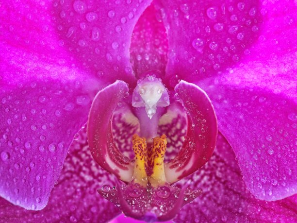 宏观拍摄的紫红色兰花照片图片下载