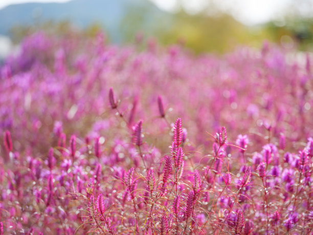 秋季盛开的狭叶香薷（Elsholtzia angustifolia）的特写照片图片下载