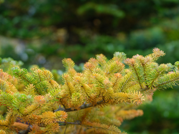 秋季韩国冷杉（Abies koreana）针叶特写照片图片下载