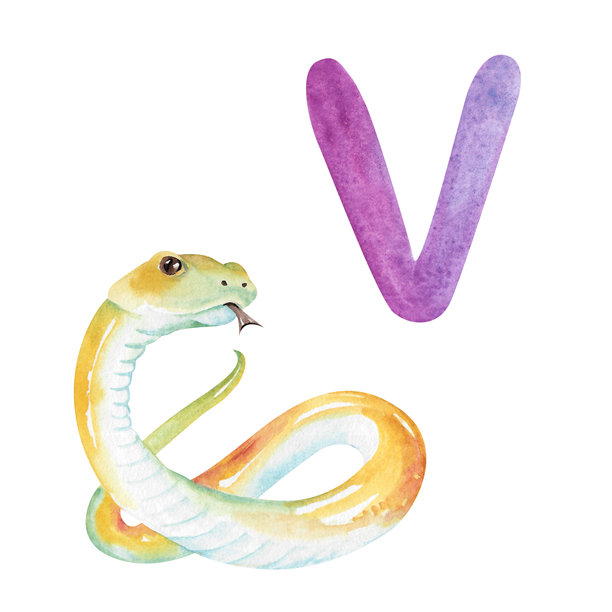 紫色字母V与卡通黄色蝰蛇，手绘水彩插画，孤立在白色背景上。有趣的儿童蛇形剪贴画，用于学习和游戏，为孩子们设计的动物字母图案。图片下载
