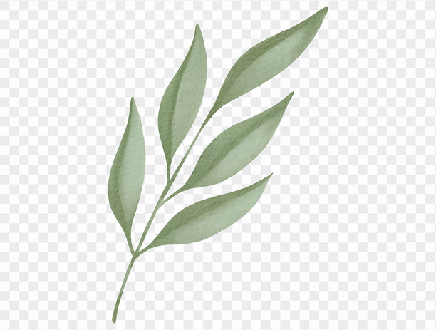 水彩绿叶枝条植物圣诞插画矢量图图片下载