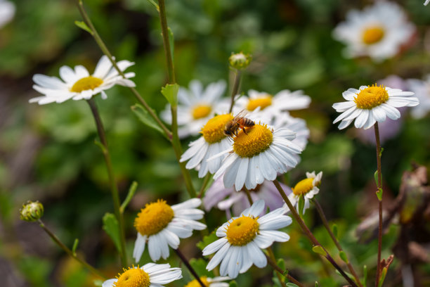 秋季盛开的白色东北菊（Chrysanthemum zawadskii）特写照片图片下载