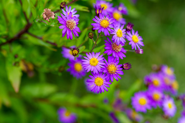 秋季盛开的紫菀花（Aster ageratoides）特写照片图片下载