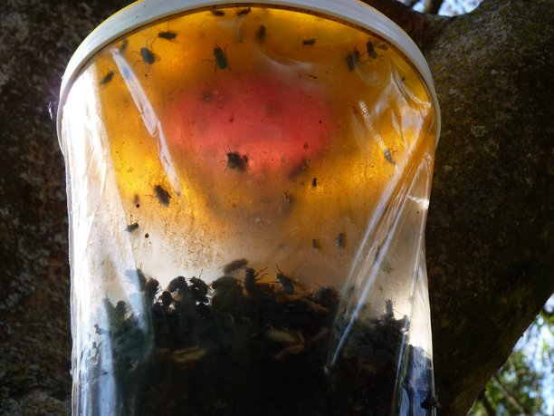 苍蝇捕捉袋近景照片，袋子装了一半苍蝇，绑在一根粗大的树枝上图片下载