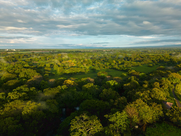 热带雨林树冠-素材照片图片下载