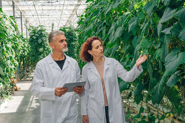 生物学家在温室里检查成排的黄瓜。在温室条件下分析和监测植物的生长。照片反映了以作物质量和生产力为重点的农业实践。图片下载