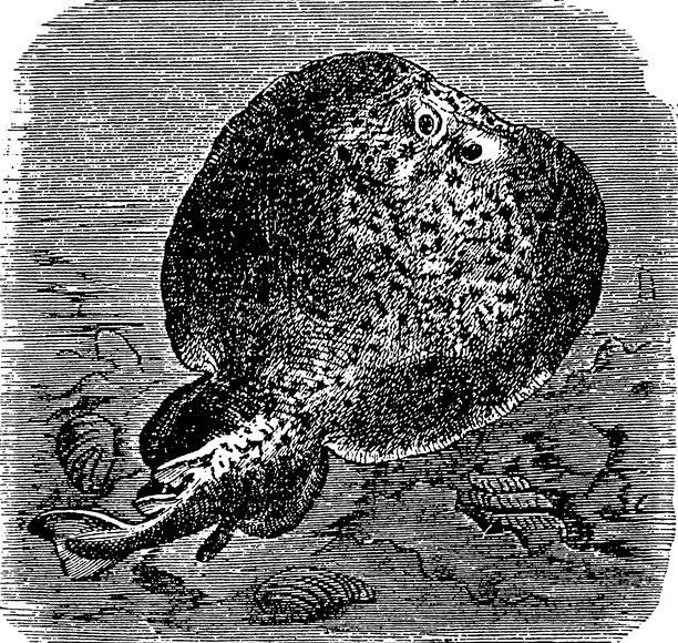 纹纹电鳐，Torpedo marmorata，圆形鳐鱼，可见的电器官和斑驳的背部图案，1895年的老式复古插画。图片下载