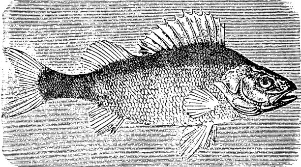 欧洲鲈鱼，Perca fluviatilis，一种淡水鱼，有独特的条纹身体和带刺的背鳍，1895年的老式复古插画。图片下载