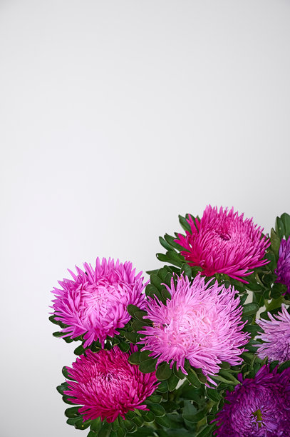 白色背景上的秋季紫菀花束。特写照片，留有复制空间。图片下载