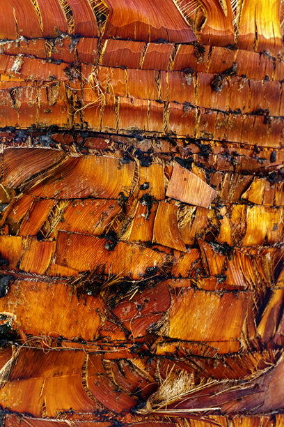 特写自然棕榈树干纹理，纤维层图案，棕色。宏观照片自然设计背景，生态自然纹理，有机椰子纤维材料，极简植物趋势图片下载