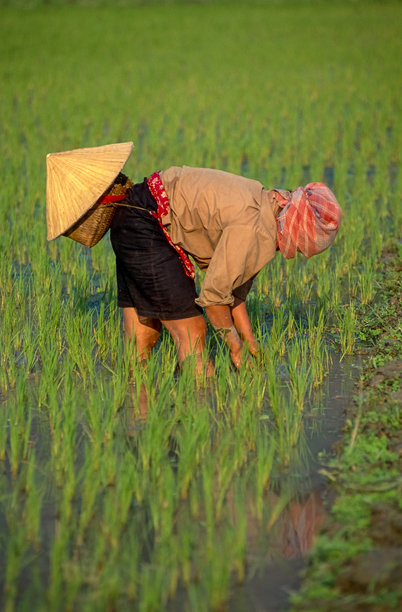 越南北部红河谷稻田里，一位年轻的越南妇女正在收割稻谷的历史彩色照片。1995年3月25日图片下载