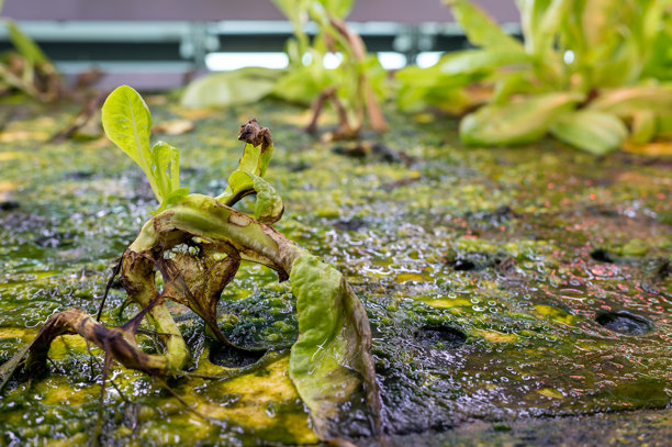 由于维护不善而过度生长的水培垂直农场生态系统素材图片下载