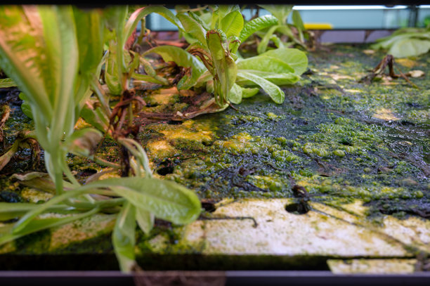 室内水培架上腐烂的生菜，无人维护而过度生长，素材照片图片下载