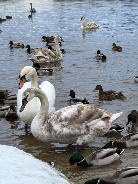 湖水中的天鹅和鸭子，湛蓝的湖水，美丽的白天鹅照片，美丽的鸭子照片，冬季的鸟类，冬季湖中的天鹅，冬季湖中的鸭子，水禽，水，自然，鸭子，游泳，家庭，加拿大雁，河流，商城图片下载