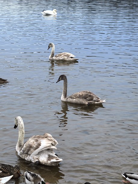 湖面上的天鹅与鸭子，美丽的蓝色水域，美丽的白天鹅照片，美丽的鸭子照片，冬季的鸟类，冬季湖面上的天鹅，冬季湖面上的鸭子，水禽，水，自然，鸭子，游泳，家庭，加拿大雁，河流，绿头鸭图片下载