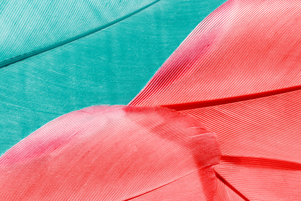 鸟类羽毛的唯美自然特写图案，具有自然纹理的自然背景、壁纸、背景板、设计理念。精致的青色和粉红色渐变。简约风格照片。图片下载