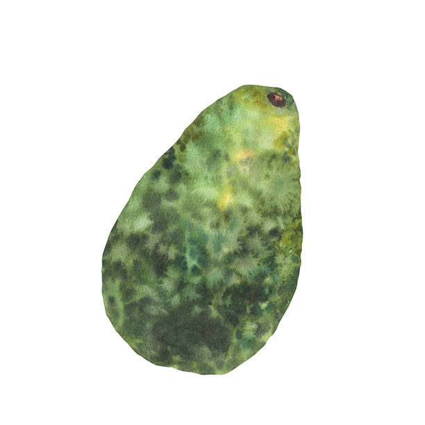 水彩画风的完整牛油果插画，一个带有纹理绿皮的成熟牛油果，手绘风格。图片下载