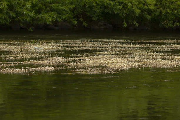 背景有树木的水特写照片图片下载