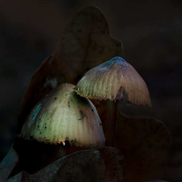 野生蘑菇图片下载