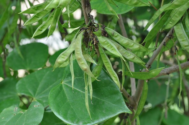 紫荆花科中国紫荆Cercis chinensis，为一种高达5米的灌木，叶片互生，荚果扁平如豆荚。这是在现场拍摄的真实光学照片。图片下载