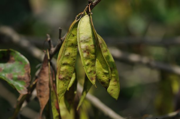 紫荆花（Cercis chinensis），豆科，是一种高达5米的灌木，叶子互生，结扁平的豆荚。这是在实地拍摄的真实光学照片。图片下载