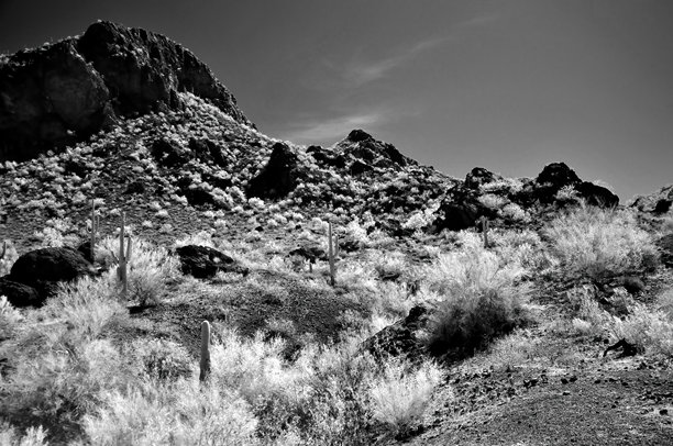 亚利桑那州索诺兰沙漠皮卡乔峰州立公园的单色照片图片下载