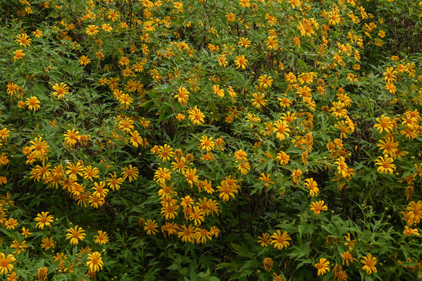 墨西哥向日葵（或牛眼菊）在自然环境中盛开的全景照片图片下载