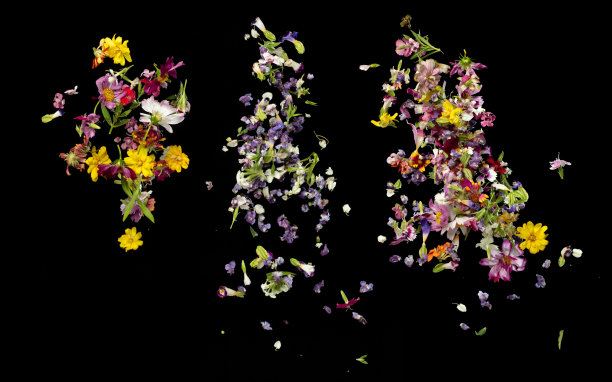 飘落的花瓣，唯美黑色背景，真实照片，红色、黄色、粉色等多彩花瓣飞舞，浪漫，花香，春季，婚礼请柬图片下载