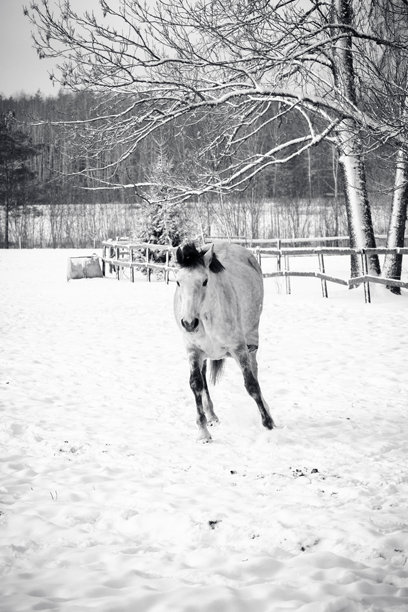 一张黑白照片，描绘了一匹平静的灰色马，独自站在雪中的冬季马厩里，周围是光秃秃的树木，宁静的乡村景观传达出孤独、静谧和沉思的季节性情绪。图片下载