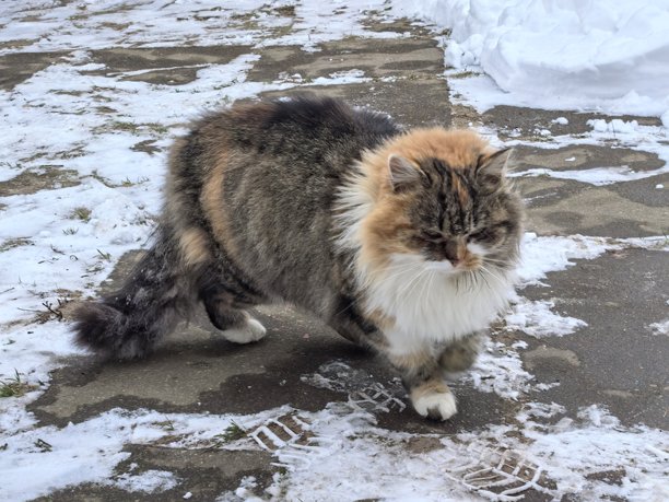 在雪景背景下，一只毛茸茸的燕尾服猫（tuxedo cat）躺在雪上或坐在雪上，背景是冬季的景色。这是一张美丽的宠物照片，展示了一只可爱的猫咪。图片下载