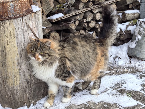 在雪景背景下，一只毛茸茸的燕尾服猫，或趴或坐在雪地上，背景为冬日风光，这是一张美丽的宠物照片，是关于猫咪、宠物的美丽照片。图片下载