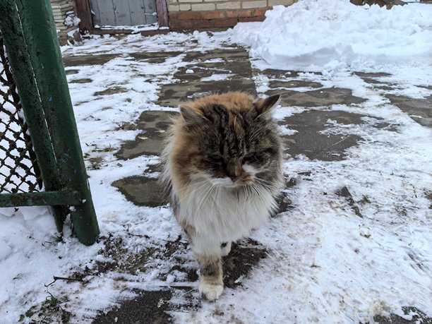 在雪景背景下，一只毛茸茸的燕尾服猫趴在雪地里、坐在雪地里，背景是冬季景观，这是一张关于宠物、猫和猫咪的精美照片。图片下载