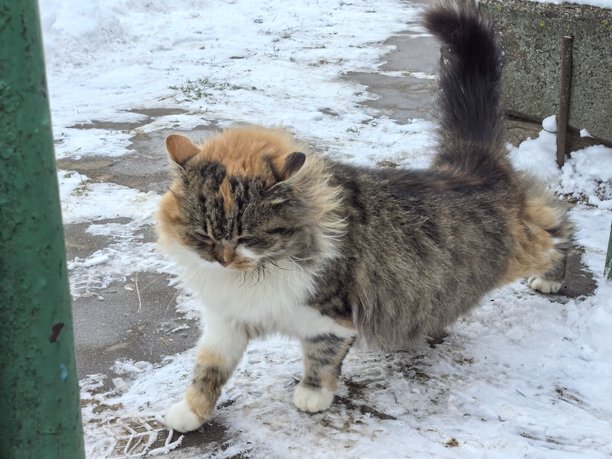 在雪景背景下，一只毛茸茸的燕尾服猫趴在雪上或坐在雪上，这是冬季的宠物美照，是关于猫咪、宠物的美丽照片。图片下载