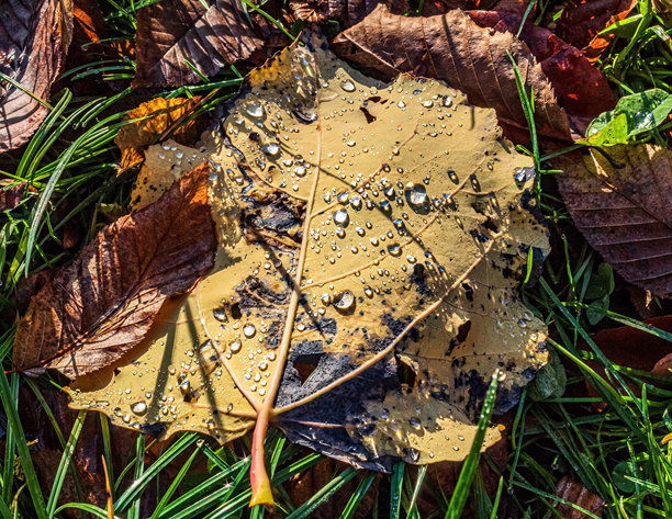 微距照片，动物，自然-欧洲，东欧图片下载
