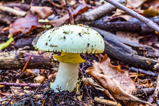微距照片，动物，自然 - 欧洲，东欧图片下载