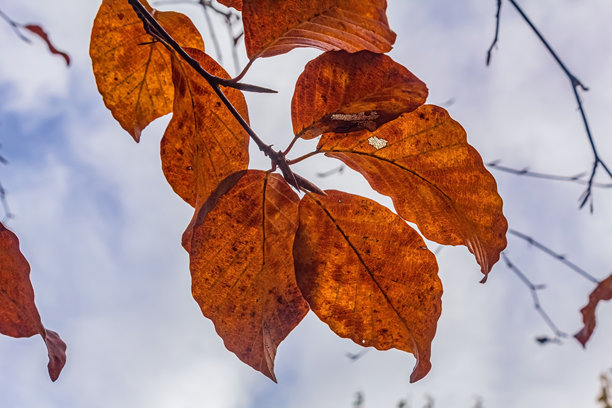 微距照片，动物，自然 - 欧洲，东欧图片下载
