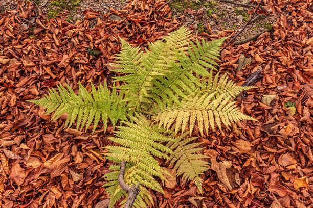 宏观照片，动物，自然-欧洲，东欧图片下载