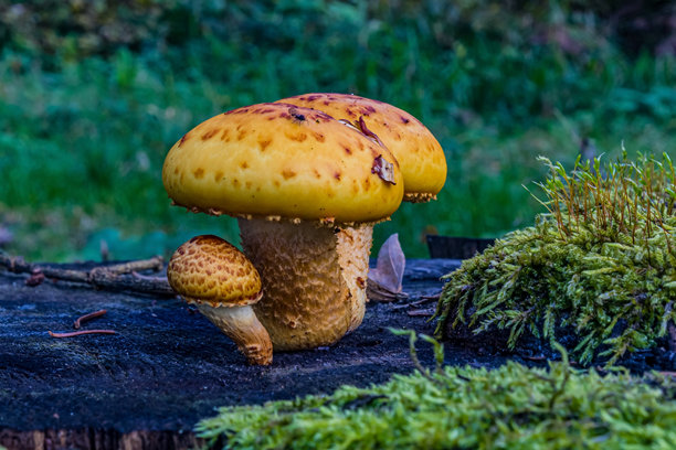 微距照片，动物，自然 - 欧洲，东欧图片下载