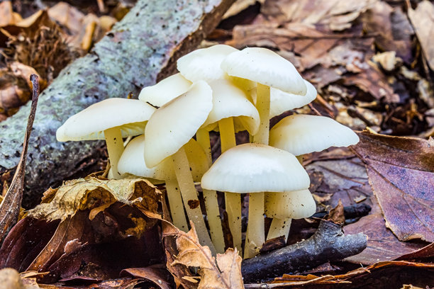 微距照片，动物，自然 - 欧洲，东欧图片下载