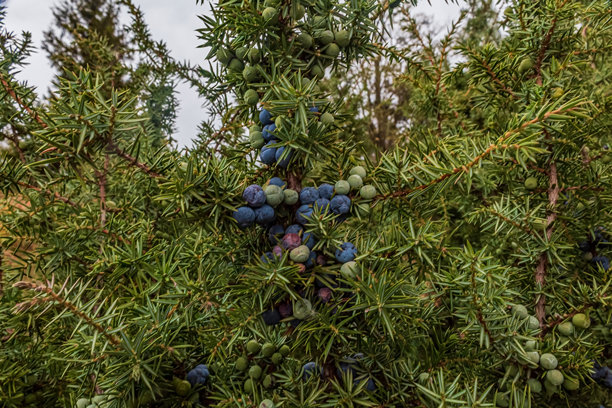 微距照片，动物，自然 - 欧洲，东欧图片下载