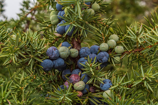 宏观照片，动物，自然 - 欧洲，东欧图片下载