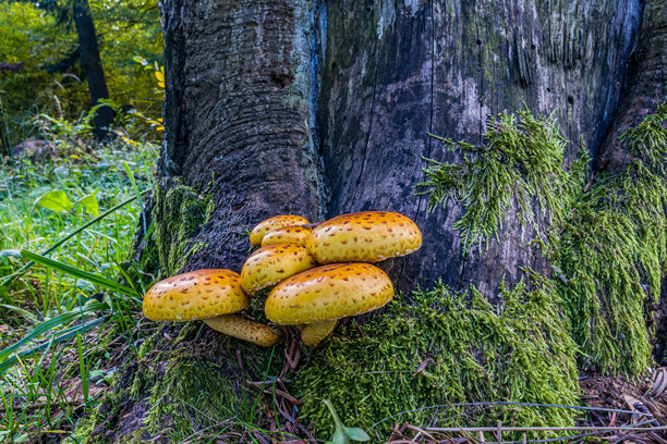 微距照片，动物，自然 - 欧洲，东欧图片下载