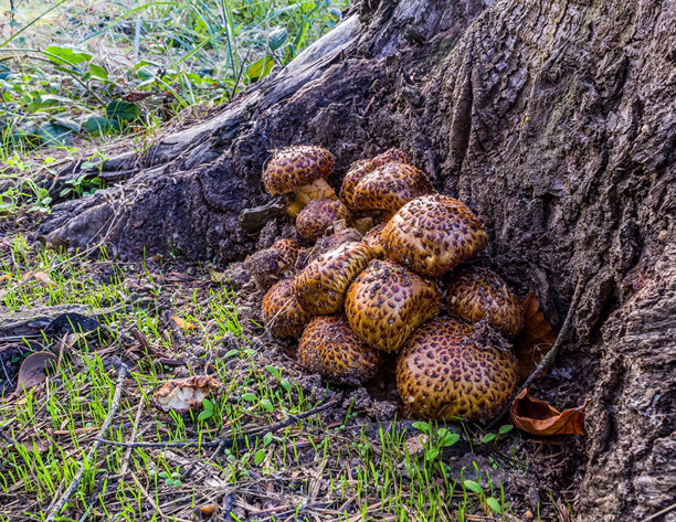 微距照片，动物，自然 - 欧洲，东欧图片下载
