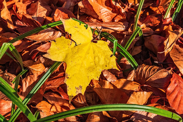 宏观照片，动物，自然 - 欧洲，东欧图片下载